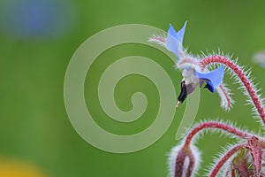 Pale blue borage flower macro