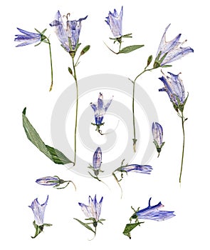 Pale blue campanula pressed