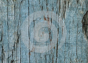 Pale blue colored weathered wood texture. Old wooden surface with sharp details, macro shot. Cracked single piece wood.