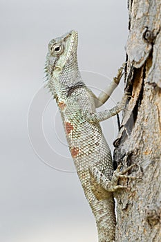 Pale blue-crested lizard climbing up a tree