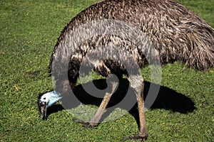 Pale blue face of large emu