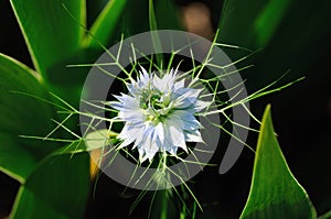 Pale blue flower of Nigella damascena