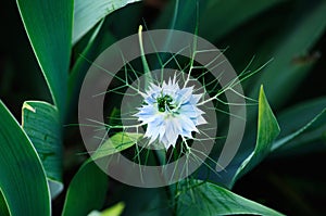 Pale blue flower of Nigella damascena