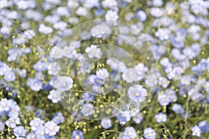 Pale blue flowers of blooming flax up close