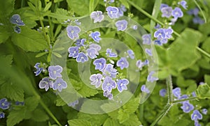 Pale blue flowers of Veronica filiformis