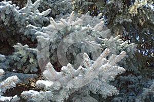 Pale blue gray foliage of spruce covered with snow in winter