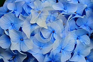 Pale blue Hortensia bloom cluster summer season flower background