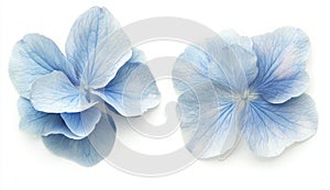 Pale Blue Hydrangea Blossoms on White Background