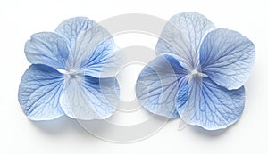 Pale Blue Hydrangea Blossoms on White Background