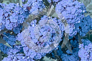 pale blue inflorescences of a carnation flower on a flower bed in front of the house