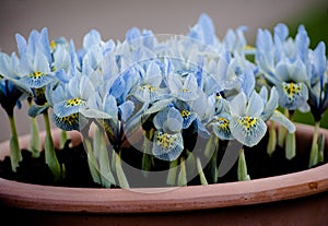 Pale blue miniature irises