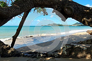 Pale blue sea and sandy beach visible under a leafy tree branch on the coast of the Caribbean island.
