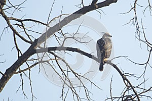 Juvenile Crested or Changeable Hawk Eagle