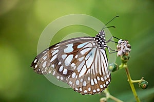 The Pale Blue Tiger , Tirumala limniace , Butterfly on tree with natural green background, Patterned blue on black wing beautiful