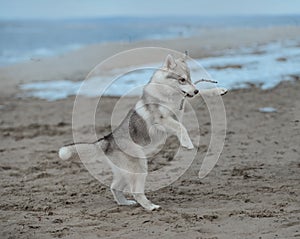 A pale breed puppy Siberian husky plays early in the morning in the fog with a stick