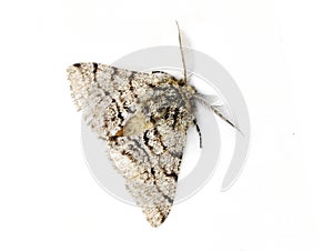 Pale brindled beauty moth