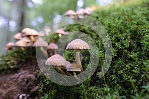 Pale brittlestem on moss-covered deadwood - macro shot