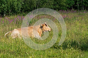 Pale brown cow lying down in a lush green pasture