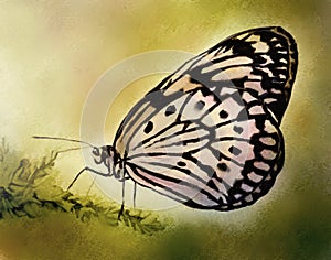 Pale Butterfly - Watercolor Painting
