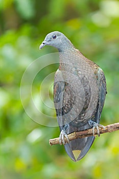 Pale-capped Pigeon(Columba punicea)