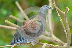 Pale-capped Pigeon