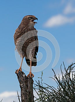 Pale Chanting gohawk juvenile