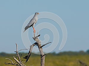 Pale chanting goshawk