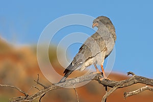 Pale Chanting Goshawk