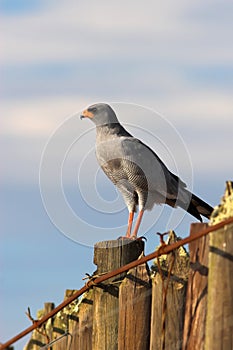 Pale Chanting Goshawk