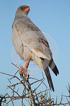 Pale Chanting Goshawk