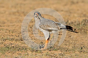 Pale Chanting goshawk