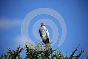 Pale Chanting Goshawk