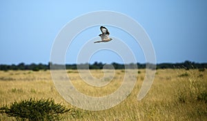 Pale Chanting Goshawk