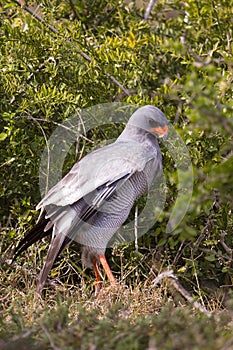 Pale chanting goshawk in attack mode
