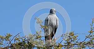 Pale chanting goshawk Etosha, Namibia Africa