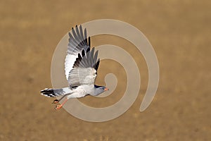 Pale Chanting Goshawk in flight