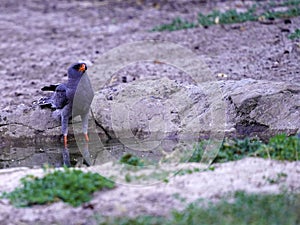 This Pale Chanting Goshawk has come down for a drink