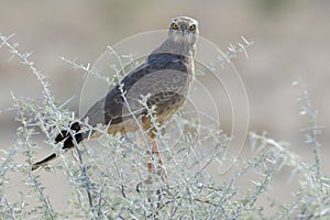 Pale chanting goshawk juvenile looking at camera