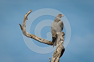 Pale Chanting Goshawk