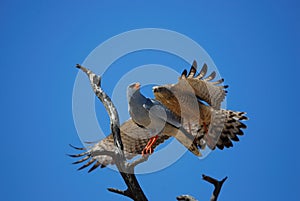 Pale Chanting Goshawk (Melierax canorus) photo