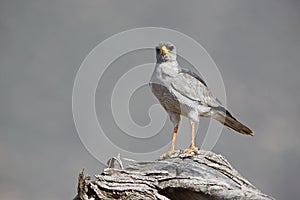 Pale Chanting Goshawk, melierax canorus, Adult standing on Branch, Masai Mara Park in Kenya