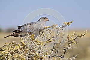 Pale Chanting-goshawk - Melierax canorus photo