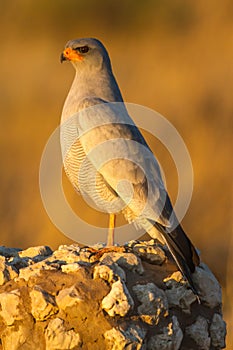 Pale Chanting Goshawk Melierax canorus perched on a rock photo