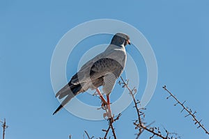 A Pale Chanting-goshawk - Melierax canorus- Sitting on Branch in Etosha National Park photo