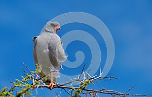 Pale chanting Goshawk, Melierax canorus photo