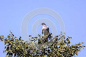 Pale chanting goshawk, Melierax canorus, on a tree in the Etosha National Park, Namibia photo