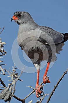 Pale chanting goshawk, Namibia