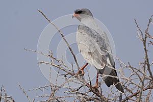 Pale Chanting Goshawk in Namibia