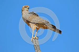 Pale chanting goshawk perched on a branch