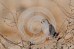 Pale chanting goshawk sit in a tree, etoaha nationalpark, namibia